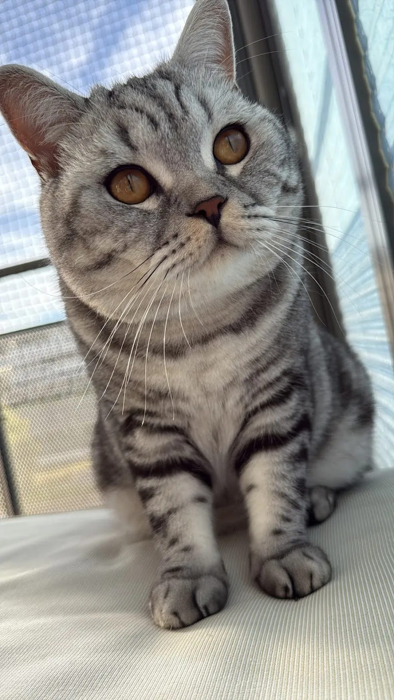 Tierarztpraxis chliundgross der nuravet ag — Tierarzt, Risch-Rotkreuz, Zug. Foto 3