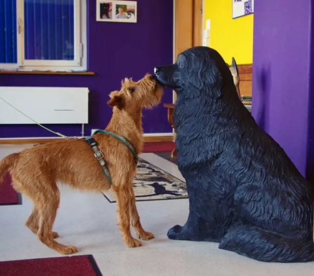 Tierarztpraxis rundumXund — Veterinarian, Altendorf, Schwyz. Foto 3