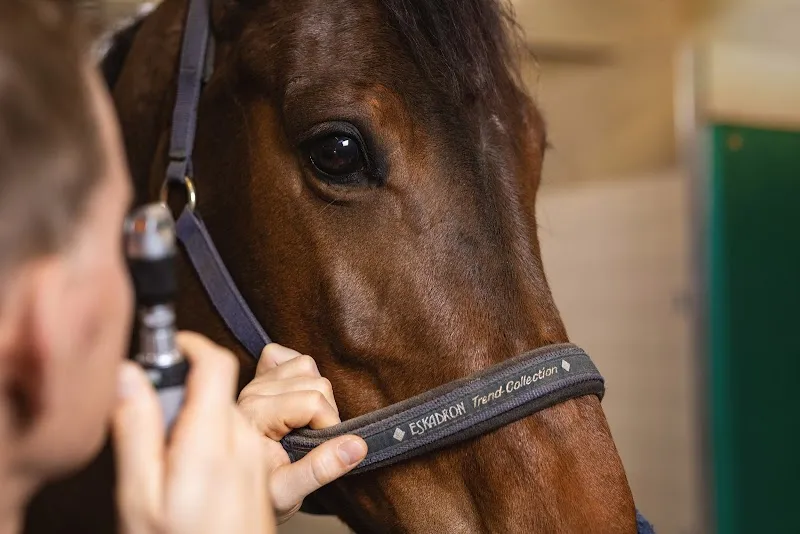 Tierärzte Grossäcker - Pferdeklinik und Kleintierpraxis — Tierarzt in Auw, Aargau. Bewertung 4.7/5.