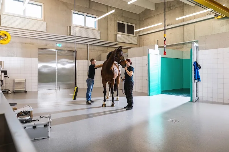 Tierärzte Grossäcker - Pferdeklinik und Kleintierpraxis — Veterinarian, Auw, Aargau. Foto 2