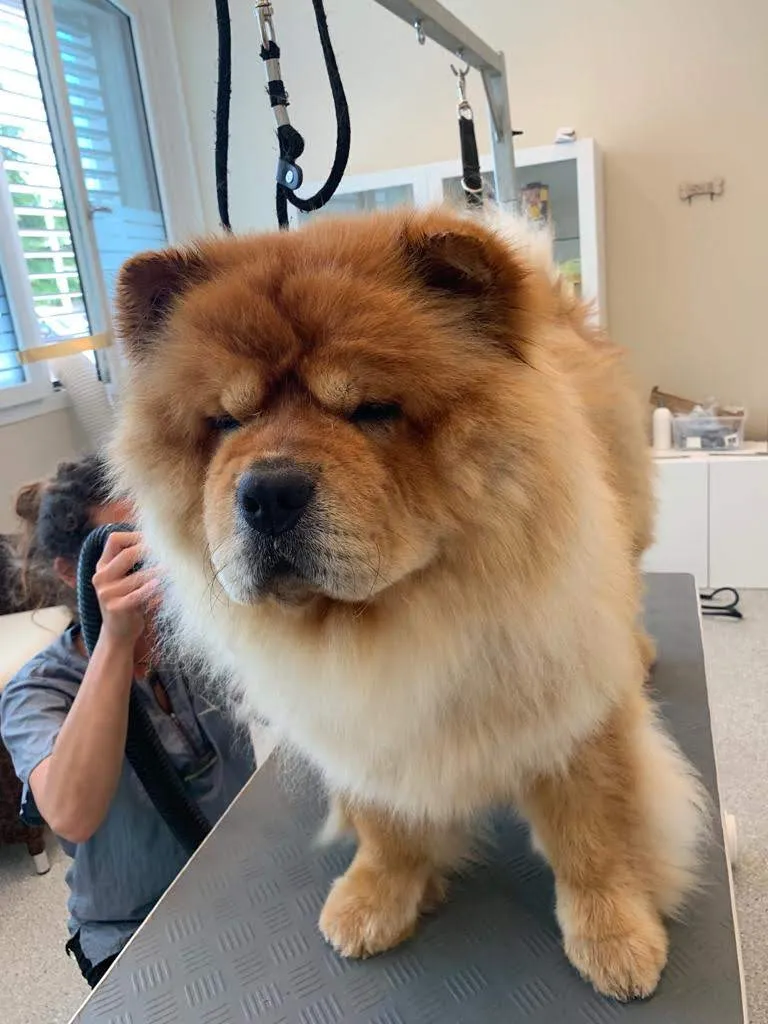 VetTrust Kleintierpraxis Küssnacht — Tierarzt, Küssnacht, Schwyz. Foto 2