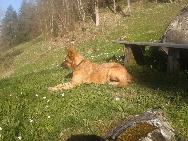 bärenstarke tierbetreuung — Katzenpension in Leissigen, Bern. Bewertung 4.5/5.