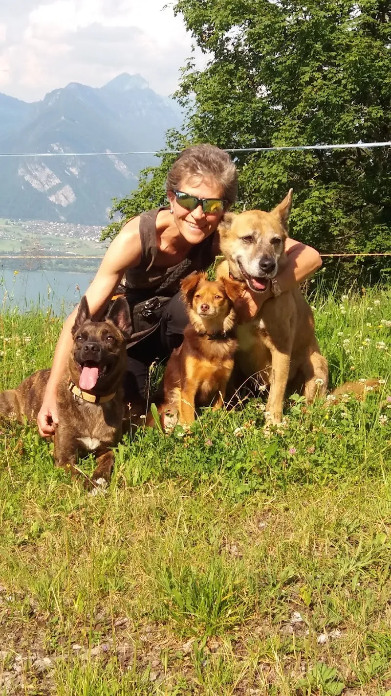 bärenstarke tierbetreuung — Pensione per gatti, Leissigen, Berna. Foto 2