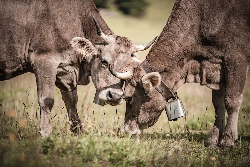 AnimalMed Tiergesundheit AG — Tierdienste in Oensingen, Solothurn. Bewertung 4.8/5.