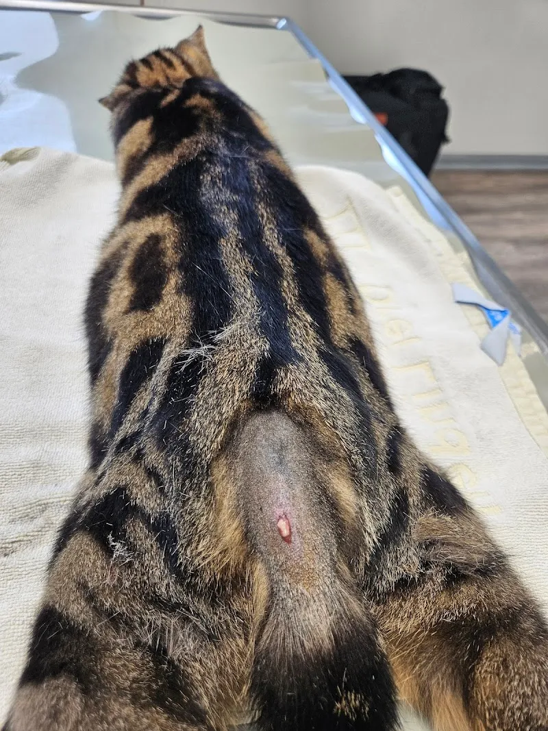 Die Kleintierpraxis Dr. M. Jenny GmbH — Vétérinaire, Sissach, Bâle-Campagne. Foto 2