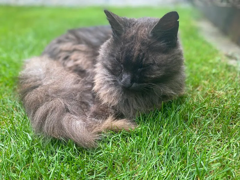 Dr. med. vet. Animed SO Kleintierpraxis und Boutique — Tierarzt in Solothurn, Solothurn. Bewertung 4.6/5.