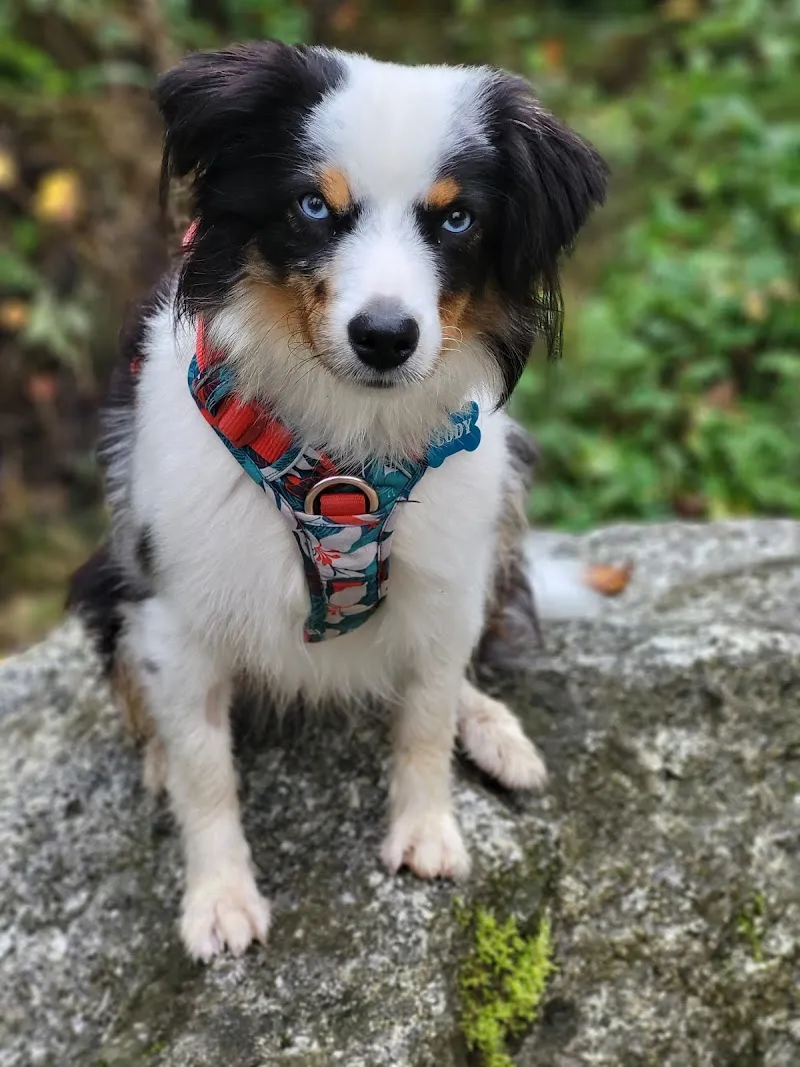 Dr. med. vet. Animed SO Kleintierpraxis und Boutique — Vétérinaire, Solothurn, Soleure. Foto 2