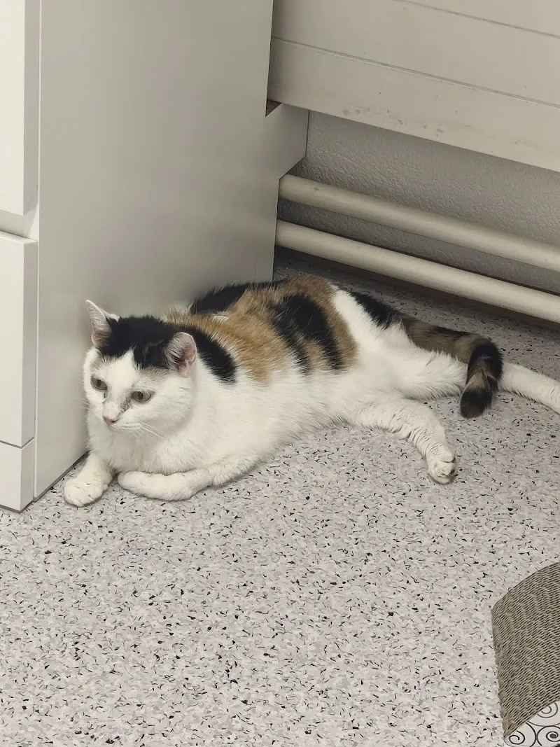 Katzenpraxis FeliVet — Tierarzt, Zuchwil, Solothurn. Foto 3