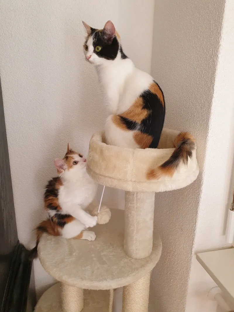 Kleintierpraxis Falkenstein GmbH — Tierarzt in Balsthal, Solothurn. Bewertung 4.7/5.