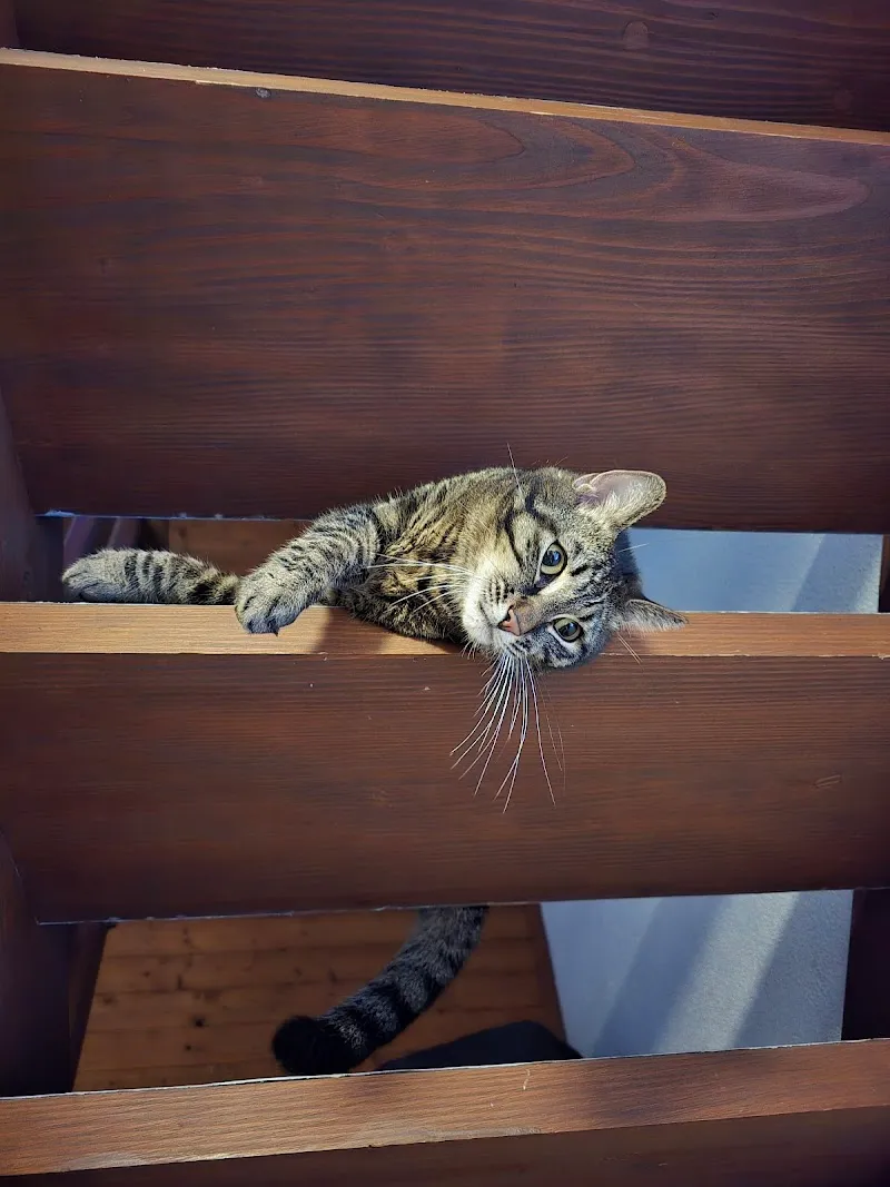 Kleintierpraxis Falkenstein GmbH — Tierarzt, Balsthal, Solothurn. Foto 3