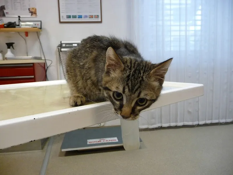 Kleintierpraxis Zur alten Mühle — Tierarzt in Aesch, Basel-Landschaft. Bewertung 4.5/5.