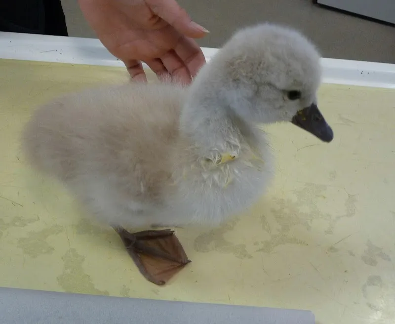 Kleintierpraxis Zur alten Mühle — Vétérinaire, Aesch, Bâle-Campagne. Foto 3