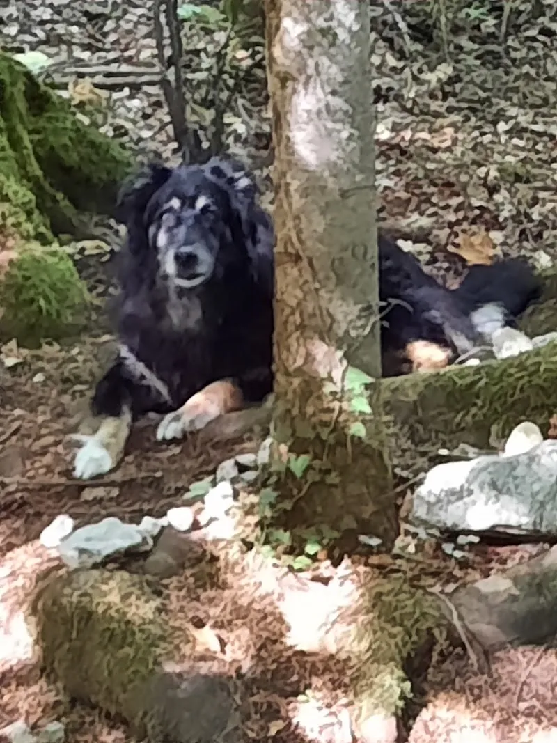 Mobile Kleintier- Praxis — Tierarzt in Lengnau, Bern. Bewertung 3.8/5.