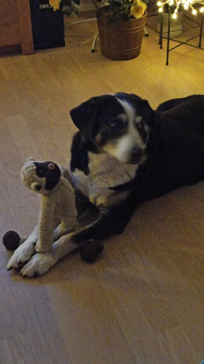 Mobile Kleintier- Praxis — Tierarzt, Lengnau, Bern. Foto 2