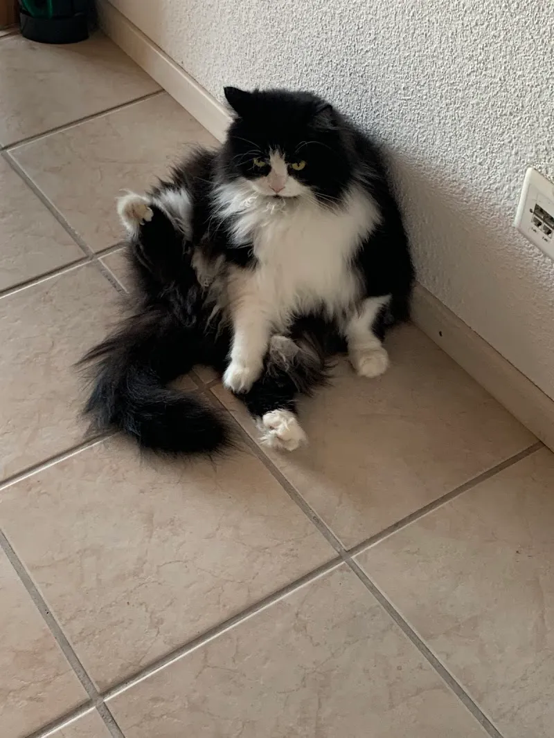 Mr. Dr.med.vet. Christoph Spiegel — Tierarzt in Kestenholz, Solothurn. Bewertung 4.8/5.