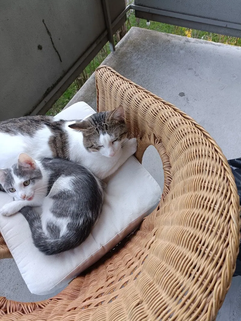 Mr. Dr.med.vet. Christoph Spiegel — Vétérinaire, Kestenholz, Soleure. Foto 2