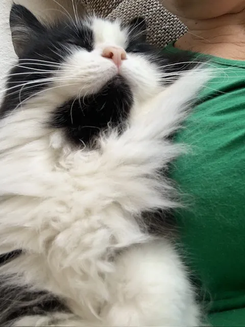 Mr. Dr.med.vet. Christoph Spiegel — Vétérinaire, Kestenholz, Soleure. Foto 3