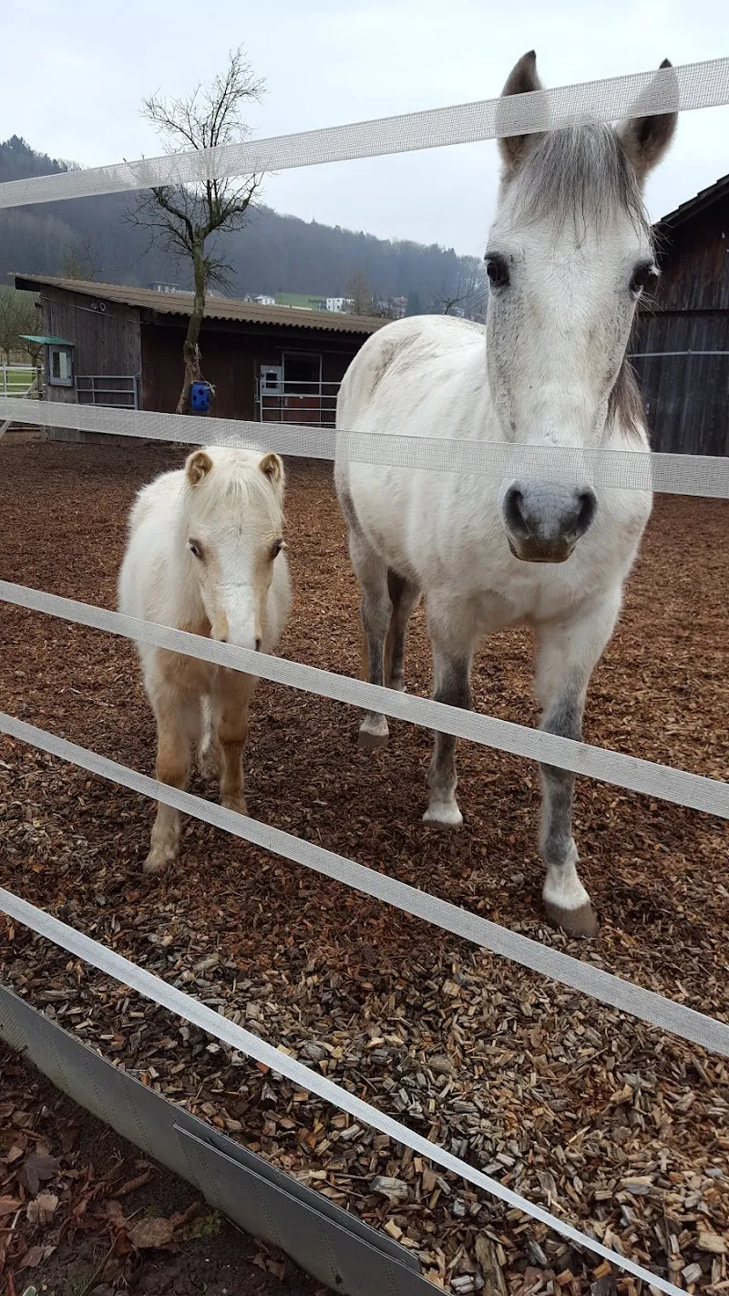 Mr. Dr.med.vet. Peter Düggeli — Tierarzt in Kappel, Solothurn. Bewertung 4.5/5.