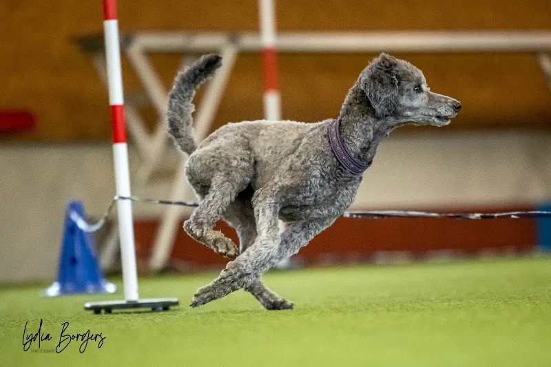Mr. Jürg Bolliger - Oftringen — Tierarzt in Oftringen, Aargau. Bewertung 4.5/5.