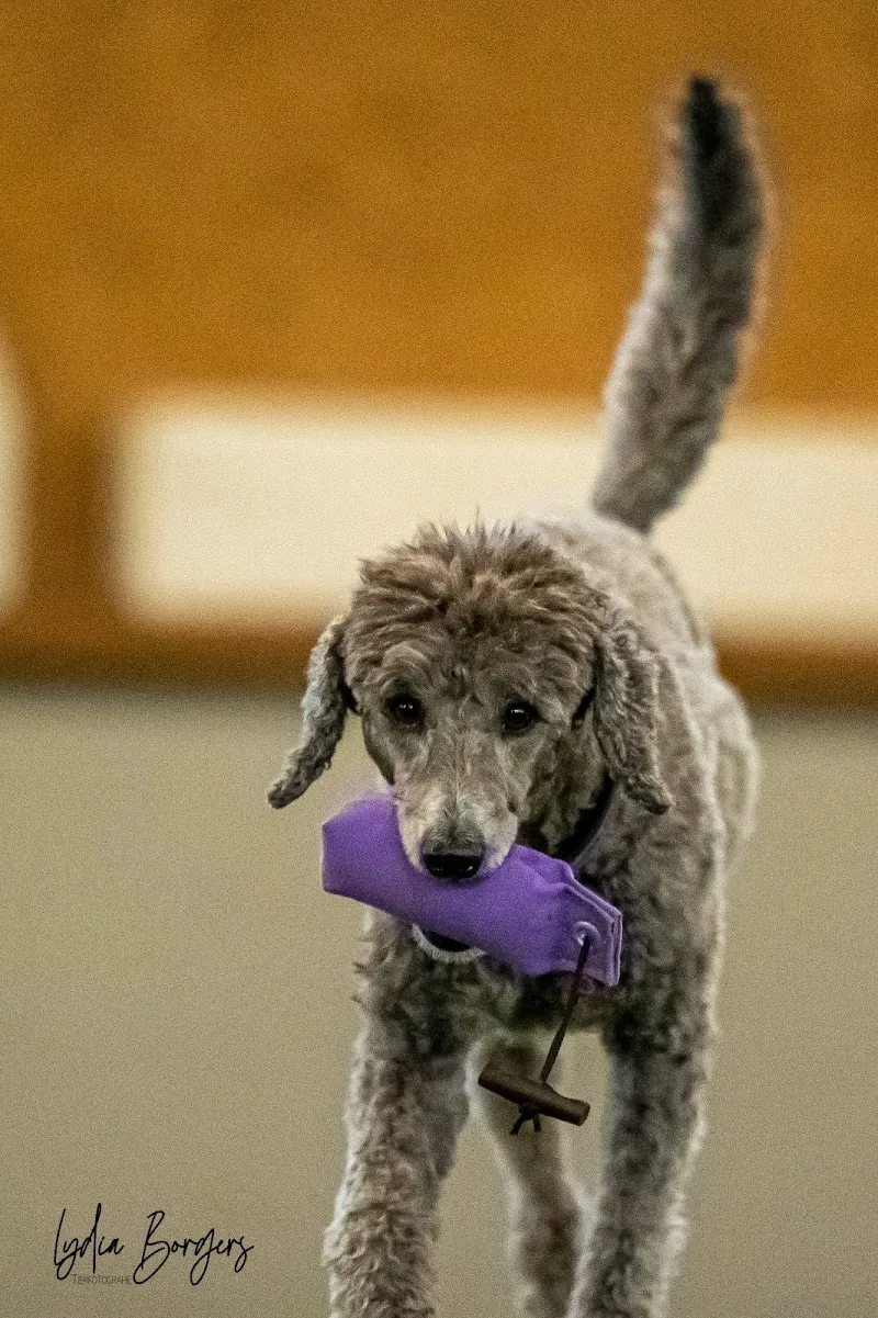 Mr. Jürg Bolliger - Oftringen — Tierarzt, Oftringen, Aargau. Foto 2