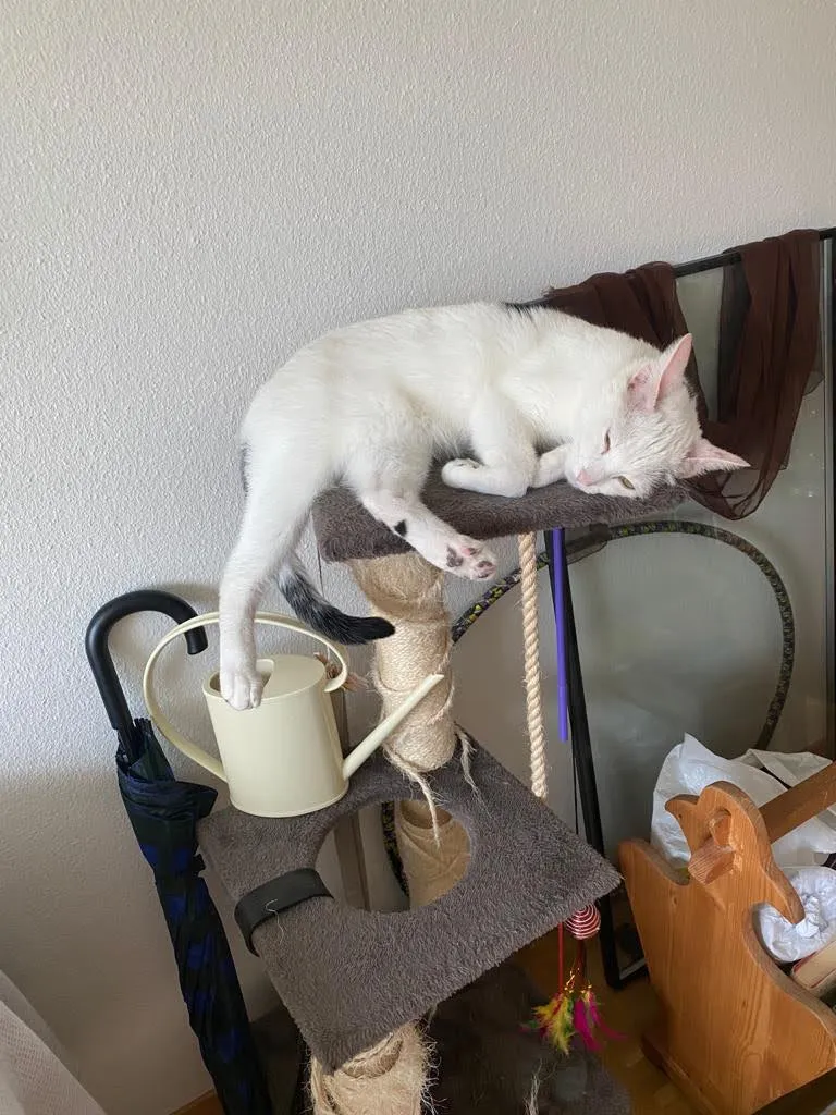 Mr. Jürg Bolliger - Oftringen — Tierarzt, Oftringen, Aargau. Foto 3