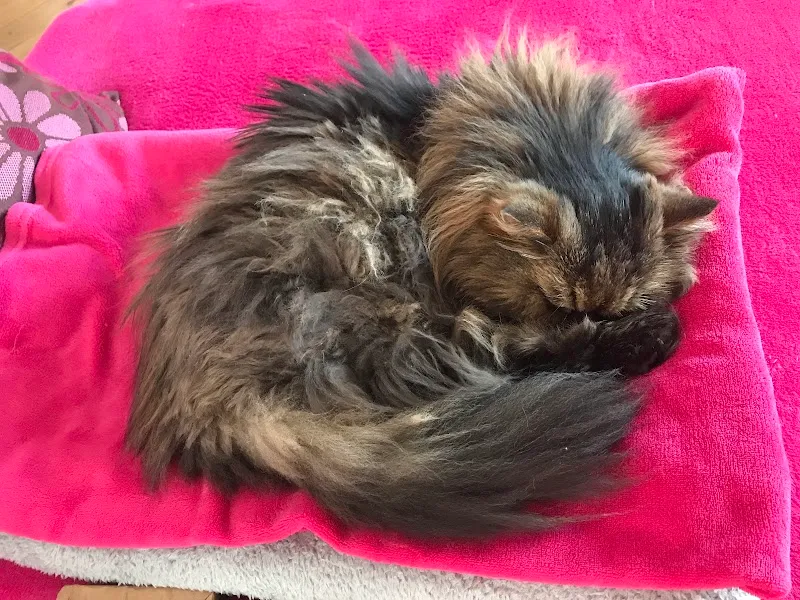 Tierarzt Allemann — Tierarzt in Attiswil, Bern. Bewertung 4.8/5.