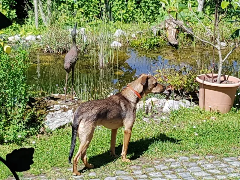 Tierarzt Allemann — Tierarzt, Attiswil, Bern. Foto 2