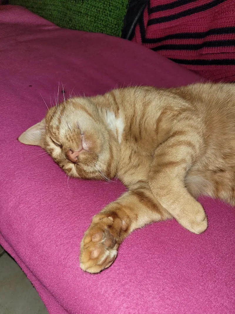 Tierarzt Allemann — Tierarzt, Attiswil, Bern. Foto 3