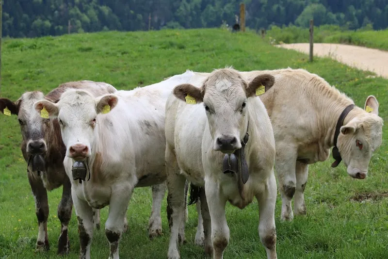 Tierarztpraxis Bader — Tierarzt in Mümliswil-Ramiswil, Solothurn. Bewertung 4.8/5.