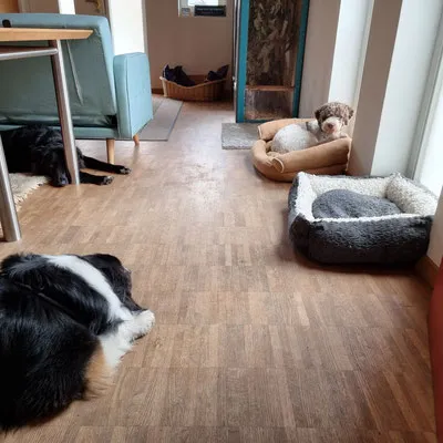 hundumgut.ch — Katzenpension in Amsoldingen, Bern. Bewertung 5.0/5.