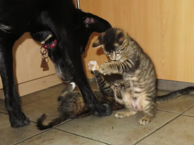 Tierarztpraxis Bucher AG — Tierarzt in Rothrist, Aargau. Bewertung 4.5/5.