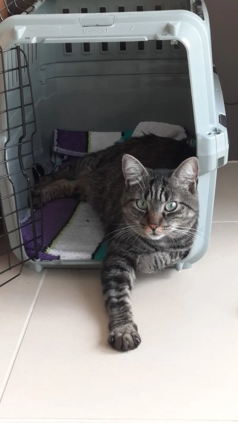 Tierarztpraxis CareVet — Vétérinaire, Trimbach, Soleure. Foto 2