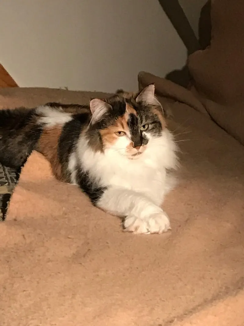 Tierarztpraxis Keller — Veterinarian, Grenchen, Solothurn. Foto 2