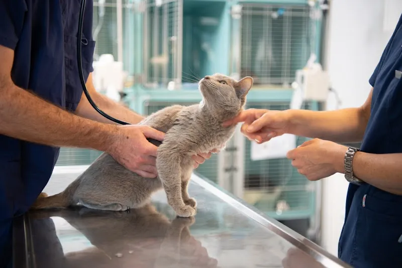 Tierarztpraxis Spiegelberg AG — Vétérinaire, Halten, Soleure. Foto 2