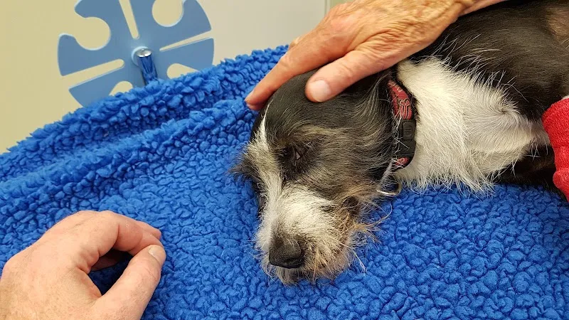 Tiergesundheitszentrum AM BLAUEN — Vétérinaire, Laufen, Bâle-Campagne. Foto 2