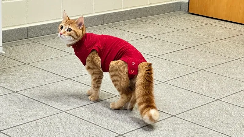 Tiergesundheitszentrum AM BLAUEN — Vétérinaire, Laufen, Bâle-Campagne. Foto 3