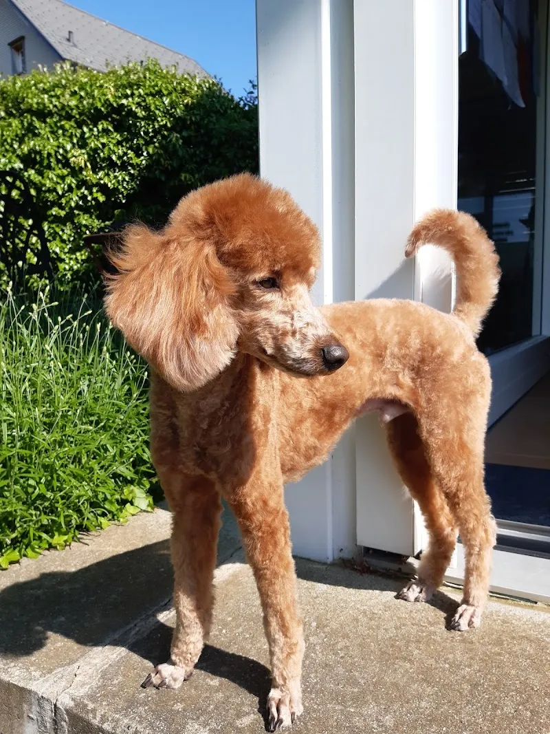 Tierklinik Au AG — Tierarzt in Bütschwil, St. Gallen. Bewertung 4.2/5.