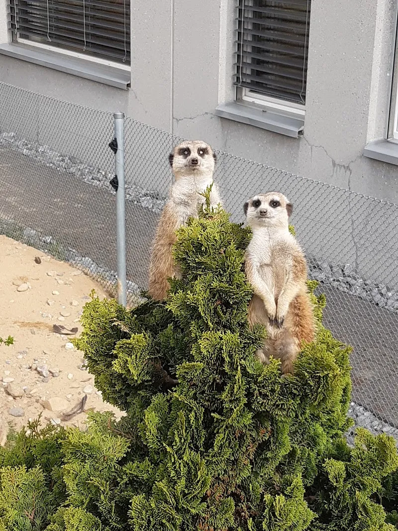 Tierklinik Au AG — Tierarzt, Bütschwil, St. Gallen. Foto 2