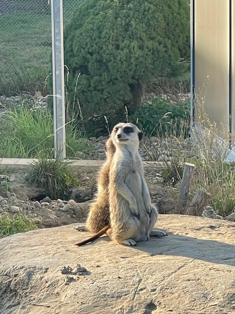 Tierklinik Au AG — Tierarzt, Bütschwil, St. Gallen. Foto 3