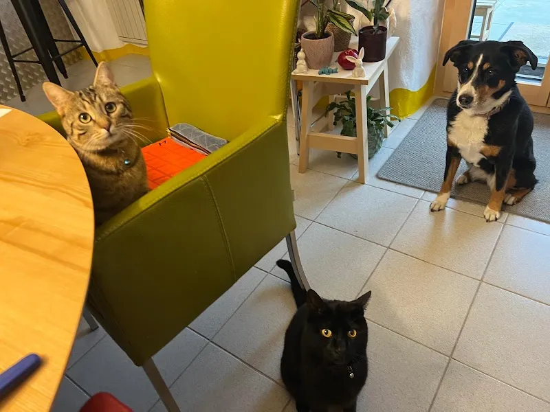 VetTrust Kleintierpraxis Oensingen — Tierarzt in Oensingen, Solothurn. Bewertung 4.8/5.