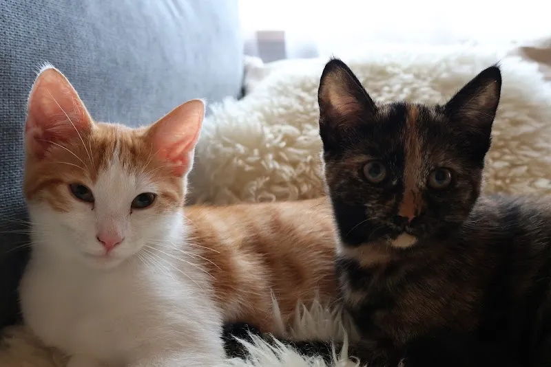 VetTrust Kleintierpraxis Oensingen — Tierarzt, Oensingen, Solothurn. Foto 2