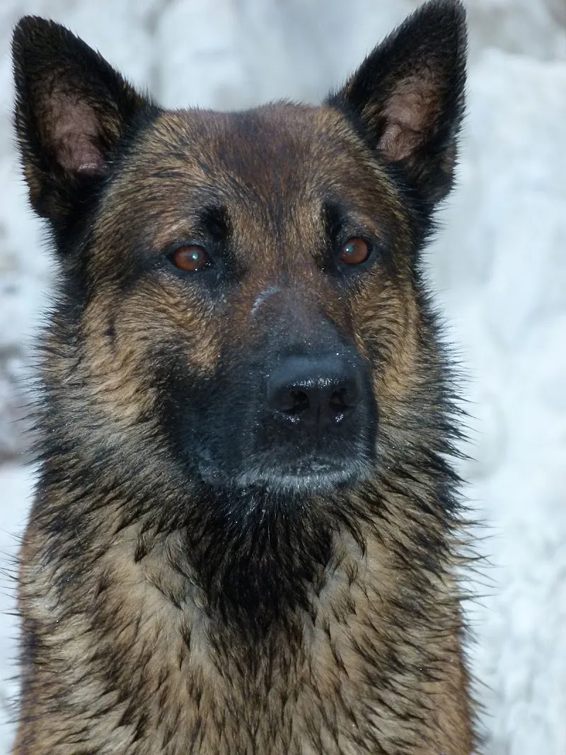 neuhaus.tierärzte.team — Tierarzt in Solothurn, Solothurn. Bewertung 4.7/5.