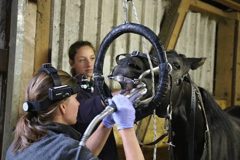 neuhaus.tierärzte.team — Vétérinaire, Solothurn, Soleure. Foto 3