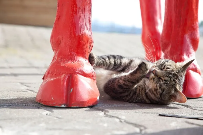 Achilles-vetclinic.ag — Tierarzt in Rossrüti, St. Gallen. Bewertung 4.7/5.