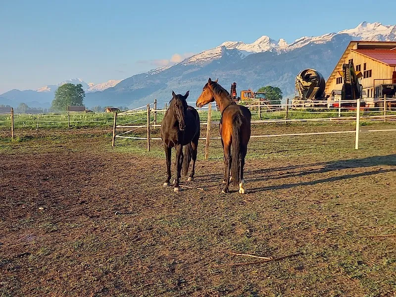Dr. met. vet. M. Kollbrunner — Tierdienste in Grabs, St. Gallen. Bewertung 4.1/5.