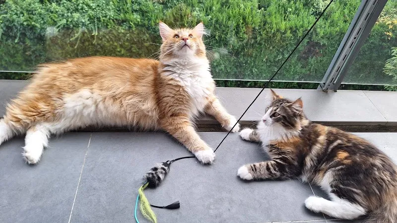 Artemis & CO - Hôtel et pension pour chats, cat-sitting et pet-sitting — Katzenpension, Etagnières, Waadt. Foto 2