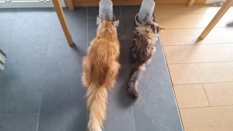 Artemis & CO - Hôtel et pension pour chats, cat-sitting et pet-sitting — Katzenpension, Etagnières, Waadt. Foto 3