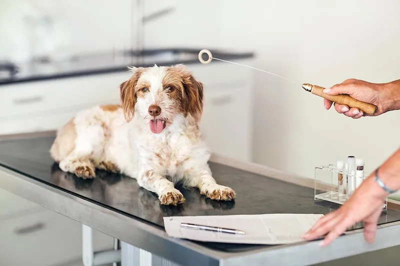 Health Balance Tiergesundheit — Tierarzt in Niederuzwil, St. Gallen. Bewertung 4.5/5.
