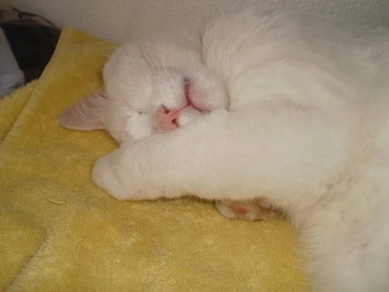 Au doux ronron — Katzenpension in Neuchâtel, Neuenburg. Bewertung 5.0/5.