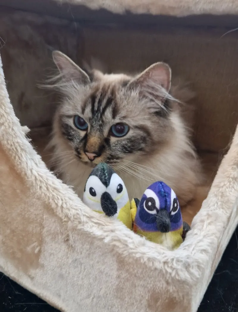 Au doux ronron — Katzenpension, Neuchâtel, Neuenburg. Foto 2